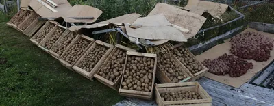 Какие сорта картофеля выбрать на посадку в этом году?: Общество: Облгазета