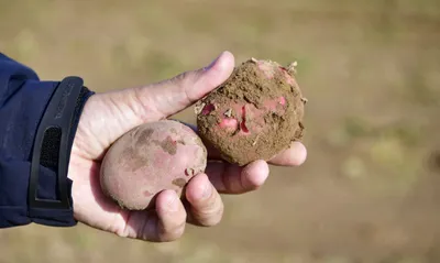 Семена картофеля фото фото