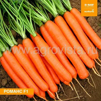 Морковь ПОИСК Агрохолдинг семена моркови, семена моркови на ленте, семена  моркови в гранулах, семена моркови нантская. - купить по выгодным ценам в  интернет-магазине OZON (930316633)