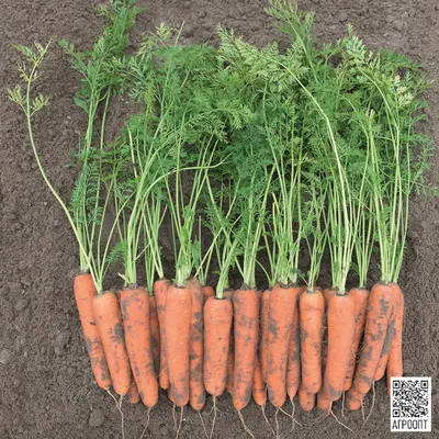 Купить семена моркови Длинная красная, Legutko, Польша 2 г.  |интернет-магазин ogurki.com