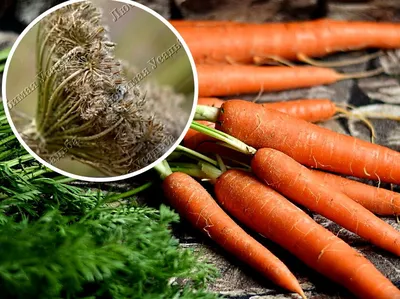 Как собрать качественные семена моркови | Любимая усадьба | Дзен