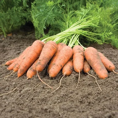 Семена моркови Царица полей, 20 г | Семена моркови