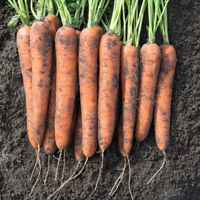 Семена моркови Карини купить в Украине | Веснодар