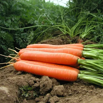 Купить семена моркови в интернет-магазине Semena.ru с бесплатной доставкой  почтой России