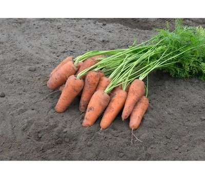 Семена моркови : Семена моркови Кампино инкрустированные