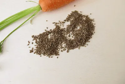 Семена Моркови — стоковые фотографии и другие картинки Без людей - Без  людей, Горизонтальный, Группа объектов - iStock