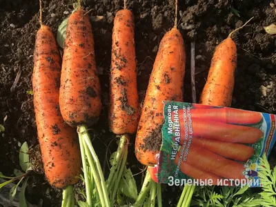 Семена моркови Монанта (ЭЛИТ) в Москве – цены, характеристики, отзывы