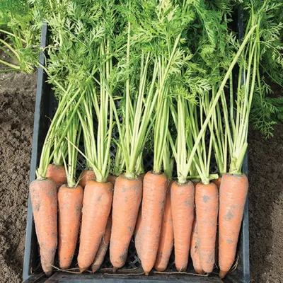 Семена моркови Каспий F1 (Caspi F1) Bejo 1000000 1,4-1,6 (ID#1667071187),  цена: 26102 ₴, купить на Prom.ua