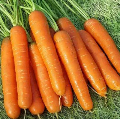 Семена моркови Лагуна F1, ранний гибрид, \"Nunhems Bayer\" (Голландия), 25  000 шт (2,0-2,2) — Товары для выращивания овощей и фруктов —  Интернет-магазин Shoproslo