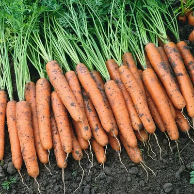 Семена моркови | Профессиональные семена \"Гавриш\"