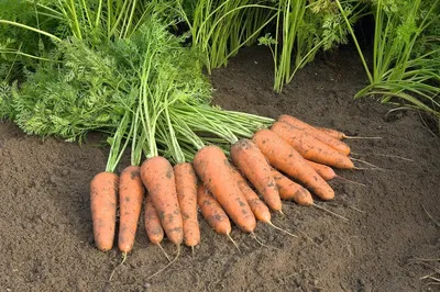Семена моркови Канада F1, 5 г, Bejo, Голландия, Професійне насіння арт.  58095 – купить за 420 грн. в интернет-магазине Лето 🌿