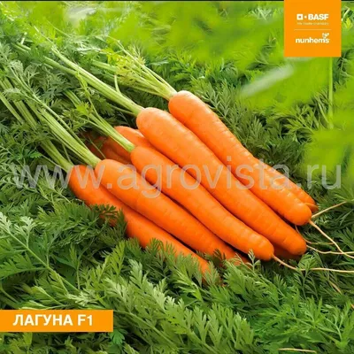 Семена моркови Королева Осени - Музей Семян