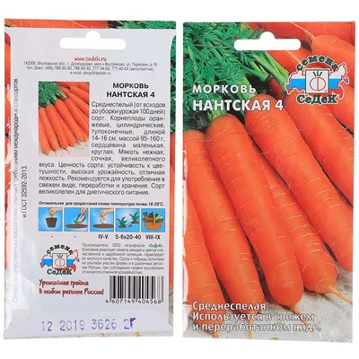 Семена моркови фото фотографии