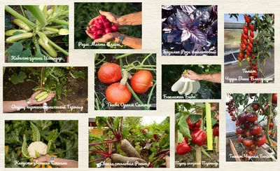 Новинки каталога: семена овощей от агрофирмы \"Партнёр\"