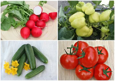 Семена овощей и цветов Лето | Izhevsk