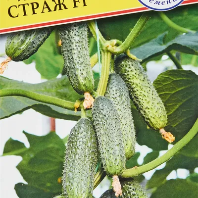 АКЦИЯ!!! семена овощей 70 пачек за 250 грн. ПО НАШЕМУ ВЫБОРУ  (ID#653928383), цена: 250 ₴, купить на Prom.ua