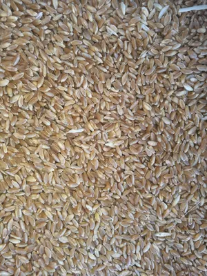 Цены растут, зерна не хватает? Что происходит на рынке пшеницы -  14.06.2022, Sputnik Азербайджан