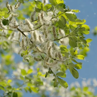 семена пуха тополя на ветвях и листьях дерева на фоне голубого неба  Стоковое Фото - изображение насчитывающей напольно, зеленый: 220916322
