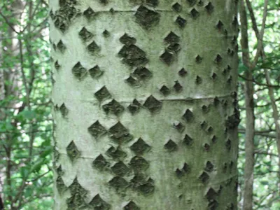 Тополь - виды и разновидности дерева, посадка и уход, фото тополя