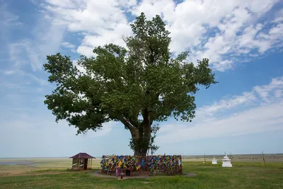 Тополь бальзамический от 1,5 м 110 руб. - купить деревья лиственные в  Барнауле