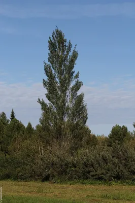 Тополь из зимнего черенка.Большое дерево из маленькой веточки - YouTube
