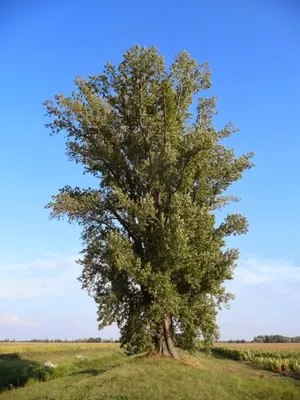 Саженец пирамидального тополя /Populus nigra 'Italica' С5/80-100 — цена в  Оренбурге, купить в интернет-магазине, характеристики и отзывы, фото