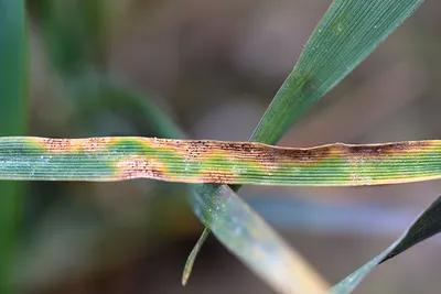Септориоз пшеницы – болезни растений