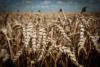 Пшеница снимает с Septoria Потеря урожая должная к болезням растения  Стоковое Фото - изображение насчитывающей инфекция, польша: 146901372