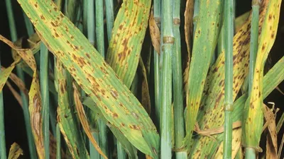 Септориоз пшеницы | Грибные болезни | «Сингента» в России