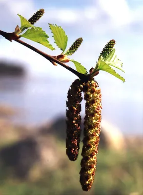 Сережки на оревом дереве | Почитать о черногорской весне мож… | Flickr