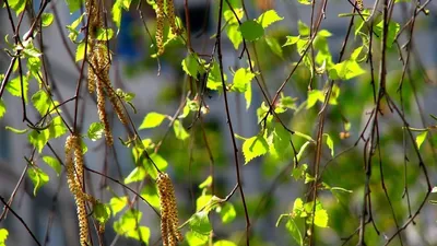 Растения Пензенской области: Берёза повислая