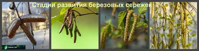 Береза осени лист и сережки Стоковое Изображение - изображение  насчитывающей листво, органическо: 34421081