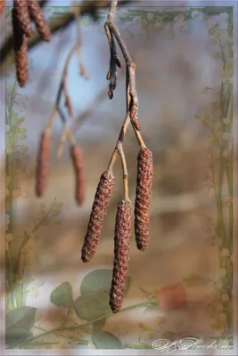 береза, березовые сережки, цвести, цветение, листья, весна, Betula,  лиственное дерево | Piqsels