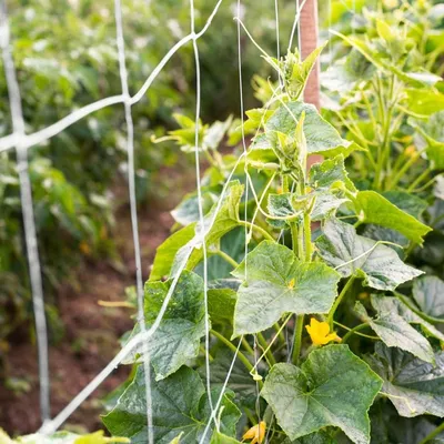 Затеняющая сетка 80% 4x50 м для огурцов и помидоров купить в Харькове,  Украина, оптом и в розницу