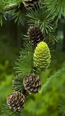 Шишки Морской Сосны Pinus Pinaster - Бесплатное фото на Pixabay - Pixabay