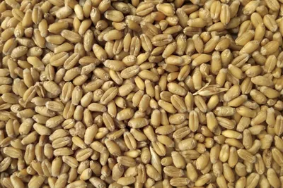 Шлифованная пшеница фото фото