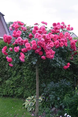 Штамбовые розы в саду фото фотографии