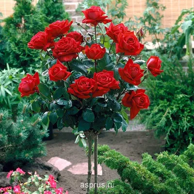 Штамбовые розы: посадка и уход, как вырастить штамб своими руками