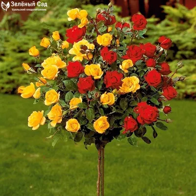Розы на штамбе — Зеленый Сад - Уральский плодопитомник
