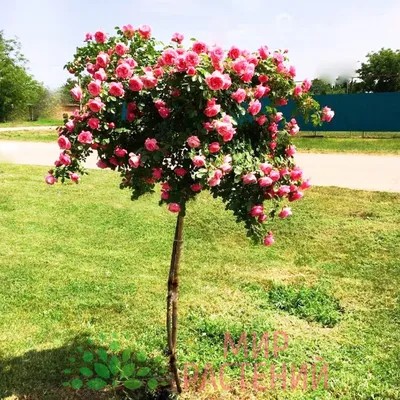 Exclusive! \"Величественная Красавица\", комплект из 2-х сортов штамбовой розы  ᐉ купить с доставкой почтой по Украине в питомнике Биосад