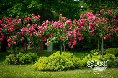 Ландшафтный дизайн с плетистыми и почвопокровными розами