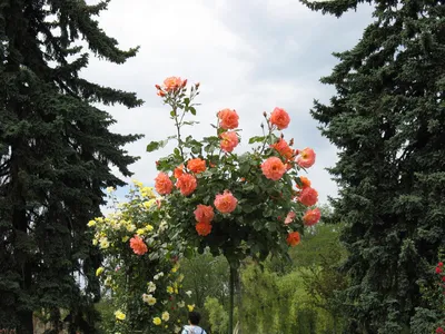 Идеи для вашего дома - Штамбовые розы в ландшафтном дизайне 👏🌸 | Facebook