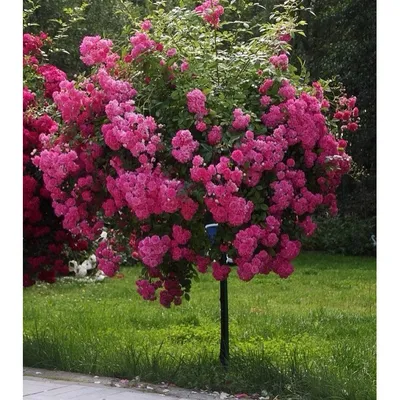 Штамбовая роза — посадка и уход, как вырастить красивое дерево с яркими  цветами | Ягодный сад, или прикладное садоводство в советах, вопросах и  ответах Красота штамбовой розы: как посадить, ухаживать и выращивать