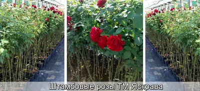 Штамбовые розы в саду - Page 260 - Форум Садоводов