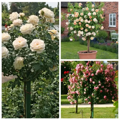 Опора-зонт для штамбовой розы - - купить online | Магазин «Мой Сад»
