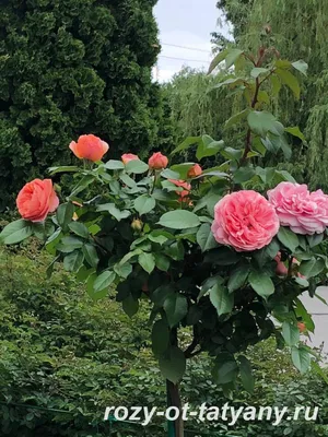 Штамбовые розы, как правильно выбрать и как успешно выращивать – секреты  мастерства.