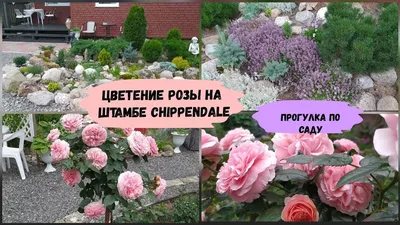 Саженцы розы Чиппендейл/Chippendale в Москве
