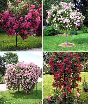Bahor Gullari - 🇷🇺Лучше 🌹розы может быть только штамбовая роза! Роза на  штамбе – элита среди цветов в саду. Оторваться от них невозможно. Для нас штамбовые  розы - действительно королевские растения. А