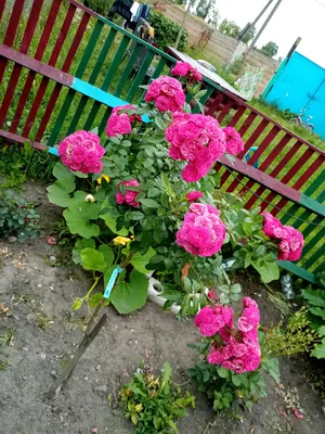 Штамбовые розы—... - Питомник декоративных растений Орхей | Facebook