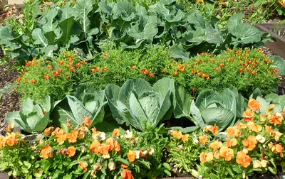 Красиво и полезно: 10 овощей, которые можно посадить, чтобы украсить грядку  | Идеи посадки растений, Затененный сад, Садоводство